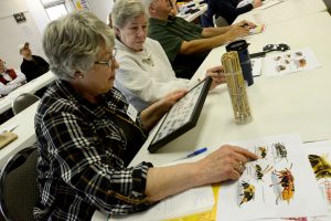 Linda Kopacz (left) and Carolyn Pottinger, both Master Gardeners from Kendall County, identify bees and wasps during an University of Illinois Extension Service program on beekeeping in St. Charles on Wednesday, April 20. (Photo by Steven Buyansky/for Chronicle Media) 