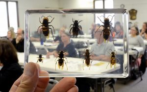 Different species of bees encased in plastic during an University of Illinois Extension Service program on beekeeping in St. Charles on Wednesday, April 20. (Photo by Steven Buyansky/for Chronicle Media) 