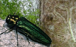 The Conservation Foundation of Kendall County will present a program on the emerald ash borer at the Oswego Library on April 19. (Photo courtesy Illinoisarborist.org)