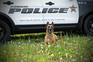Bloomington Police Department K9 Archie recently passed away at the age of 10 after battling cancer. His partner was Officer Statz. (Photo courtesy Bloomington Police Department)