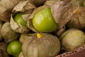 Tomatillos are a common vegetable found in Mexican-American family gardens. (Photo courtesy Oregon State Extension)