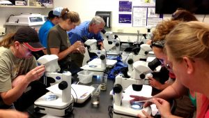Trainees in the University of Illinois Extension’s Master Naturalist program use microscopes to examine and identify specimens they collected at the Nature Conservatory Emiquon in Lewistown. (Photo courtesy of the University of Illinois Extension)