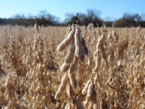 The University of Illinois Department of Agricultural and Consumer Economics (ACES) has issued its revised 2016 Illinois Crop Budgets report, with the “June 2016” version now available on farmdoc.com. The most significant change from the December 2015 report is an increase in soybean price. (Photo by Mlabar)
