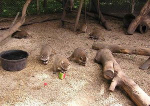 Baby raccoons at play at the Willowbrook Wildlife Center in Glen Ellyn.  The center is celebrating it's 60th anniversary this year. (Photo courtesy Willowbrook Wildlife Center) 