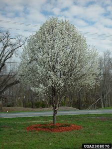 Home 080316 pear tree PHOTO