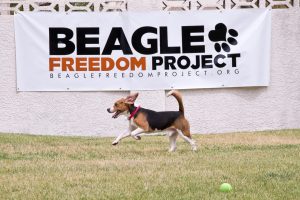 One of the Beagle Freedom Project rescue dogs. (Photo courtesy of Beagle Freedom Project)