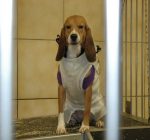Animal rights group lobbies for ‘beagle bill’