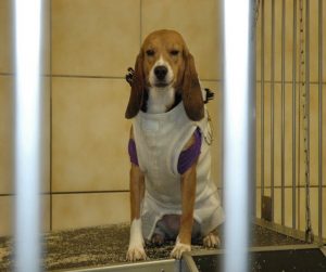 A beagle wearing a jacket similar to the one used at the University of Illinois in its heart experiments. (Photo courtesy of Beagle Freedom Project) 