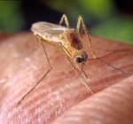 Up close and personal with the West Nile virus