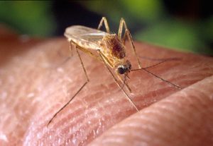 We are entering the prime infection season for the mosquito Culex pipiens that carries the West Nile virus. That virus has sickened 2,200 people and killed 140 in Illinois alone the past 15 years.  