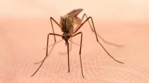 Mosquitos can carry the West Nile virus. Stay away from them, cautions DeKalb County health officials, now that the virus is in the county. 