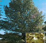 Mid-summer is not time for pruning oak trees