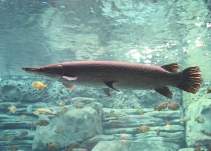 The alligator gar can grow up to eight feet long and can weigh up to 300 pounds. (Photo by Greg Hume)