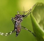 Illinois health officials issue precautions to prevent Zika spread