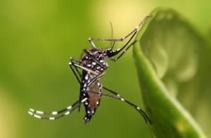 The most common mosquitos that carry Zika are called aedes mosquito but Illinois health officials say there are no Zika-carrying mosquitoes in the state. 
