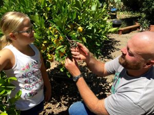 Josh Anderson shows 8-year-old daughter Selah how to prune branches on their backyard lemon tree. 