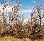 Drought can impact trees for years to come