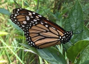 The McHenry County Conservation District will present Monarchs Family Fun Fair from 1-4 p.m. Aug. 28 at the Crystal Lake Main Beach Pavilion, 300 Lake Shore Drive. 