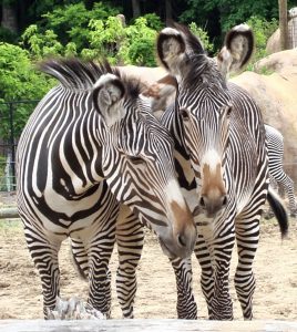 A close-up look at the Peoria Zoo’s Grevy zebras, which weigh between 700 and 900 pounds, is a popular part of the zoo’s monthly Behind the Scenes tour. The tour allows people to see all the work that goes into caring for the animals. (Photo courtesy Peoria Zoo).