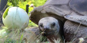 George, an aldabra tortoise, enjoys snacking on a melon at the Peoria Zoo. George is one of many zoo residents the public can learn about in an hour-long Behind the Scenes tour, which is offered monthly from May to October. (Photo courtesy Peoria Zoo).