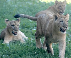 The Peoria Zoo’s lion cubs Nia, Kali and Zuri, who were born in December, can be seen in the Africa exhibit on Tuesdays, Thursdays, Saturdays and Sundays. (Photo courtesy Peoria Zoo).