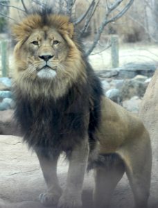 The public can get a peek at Arthur, one of the Peoria Zoo’s lions, during a monthly Behind the Scenes tour. “You’re not touching any of the animals, but you’re definitely getting a feel for how large they are,” said Jessica Slater, the Peoria Zoo’s curator of education. (Photo courtesy Peoria Zoo).