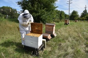 Sean Patrick Curry of Naperville, beekeeper and executive chef of B. restaurant in Oak Brook, is in his element on a northeast section of hotel property tending hives on Aug. 31, 2016 at the Hilton Chicago/Oak Brook Hills Resort & Conference Center. (Photo by Karie Angell Lu/ for Chronicle Media)