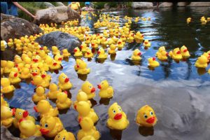 Ducks float in the Kishwaukee River. At 1 p.m. Sept. 11, a duck in the Great Genoa Duck Race will be the $500 winner for its owner.