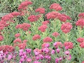 Autumn Joy sedum is a common late-bloomer for home gardens. (Photo courtesy of University of Illinois Extension)