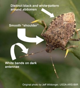Though the brown marmorated stink bug (pictured) has marched across Illinois this fall, no economic losses for crops have been reported by Illinois farmers to date. (Illinois Natural History Survey photo)