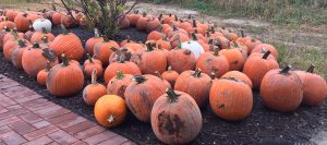 A collection of pumpkins fresh from the field await selection last week at Abbey Farms in Aurora. (Photo by Jack McCarthy / Chronicle Media) 
