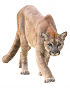 Cougars spottings occur a few times a year in areas throughout Illinois, but wildlife experts reassure residents they are not a real threat in the Northern Illinois suburban regions.