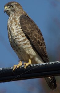 Join official raptor counters as they scan the skies and share tips for identifying a wide variety of hawks and other birds during migration season, during Lake County Hawkfest from 1:30-4 p.m. Oct. 15 at Fort Sheridan Forest Preserve, 117 Sheridan Road, Lake Forest. (Photo by Julie Waters)