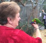 The Lorikeets are back at Nicholas Conservatory in Rockford