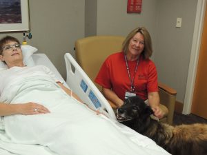 Chris Wallen (in bed), a volunteer with the Paws for Healing program at OSF SAMC simulates a visit with Indy, a Belgian Tervuren and her handler, Judy Olson. (Photo by Lynne Conner/for Chronicle Media) 