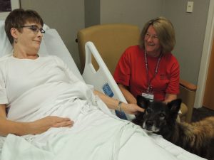 Chris Wallen (in bed), a volunteer with the Paws for Healing program at OSF SAMC simulates a visit with Indy, a Belgian Tervuren and her handler, Judy Olson. (Photo by Lynne Conner/for Chronicle Media) 