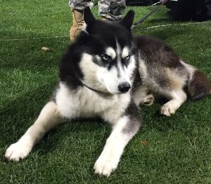 Mission, the Northern Illinois mascot, takes a break prior to the start of last Wednesday’s Huskies-Toledo football game at Guaranteed Rate Field. (Photo by Jack McCarthy / Chronicle Media) 