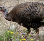 Turkey hunters gain access to private lands with help from DNR