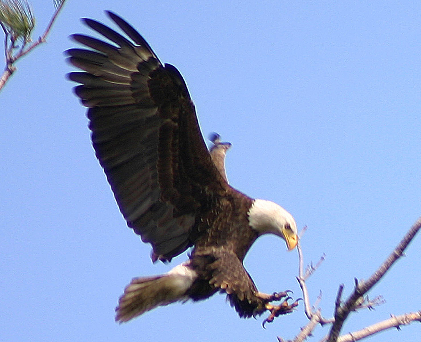 Fox River is fine for wintering eagles  Chronicle Media