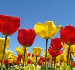 Tazewell County Calendar of Events