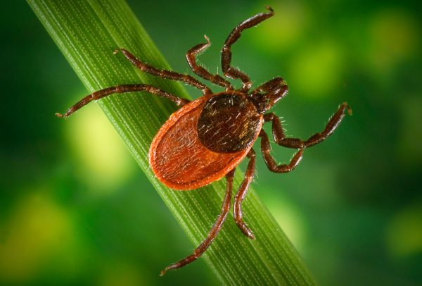 State Health Officials Offer Tips To Avoid Tick Borne Illness