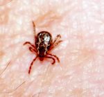 Predicting where ticks, Lyme disease will appear next