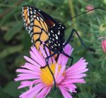 Knoch Knolls Nature Center to host Monarch Festival