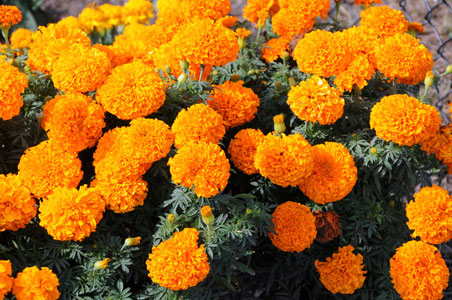 Pekin prepares for annual Marigold Festival - Chronicle Media