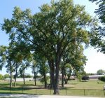 Aurora seeks trees of significance for registry