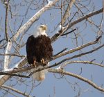 Lewis and Clark Tower at Missouri, Mississippi rivers suspends sightseeing season