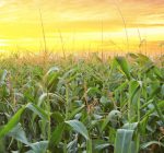 R.F.D. NEWS & VIEWS: Illinois Top Soybean Producer