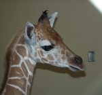 Peoria Zoo announces contest to name baby giraffe
