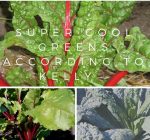Super cool garden greens this chilly spring