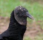 R.F.D. NEWS & VIEWS: USDA water projects, black vultures and more